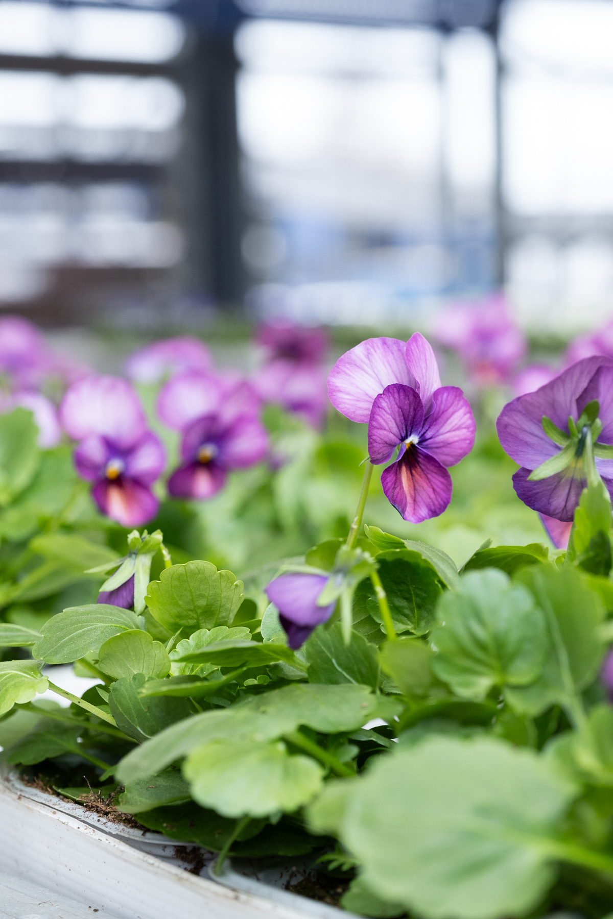Lähikuva violeteista orvokeista puutarhaosastolla keväällä